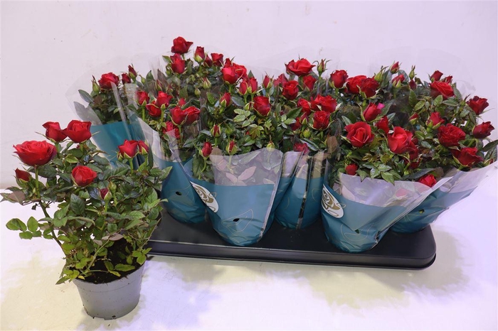 <h4>arr8 Ro Red Star</h4>