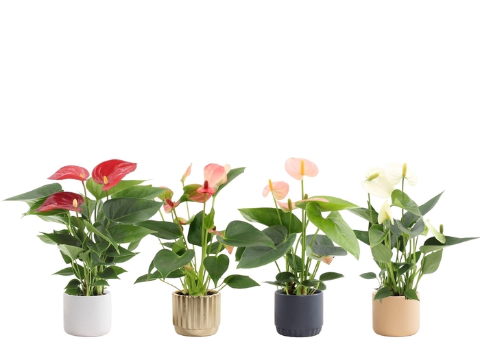<h4>Anthurium 7 cm 4 color mix in Liam 2 ceramics</h4>