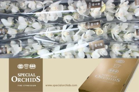 <h4>CYMB T EARLY WHITE</h4>