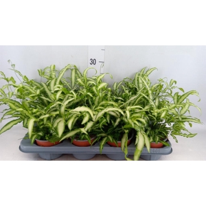 Pteris cretica 'Albolineata'
