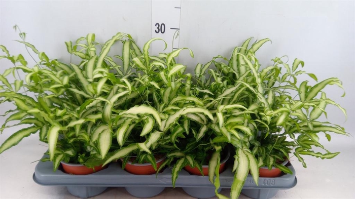 <h4>Pteris cretica 'Albolineata'</h4>