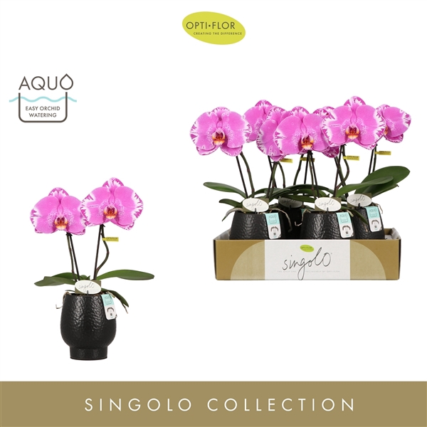 Singolo & Co Victorio in Abruzzo Black Aquo
