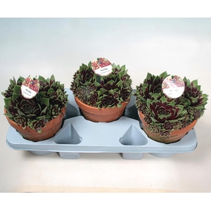 SEMPERVIVUM-HYBRID p18 stenen pot