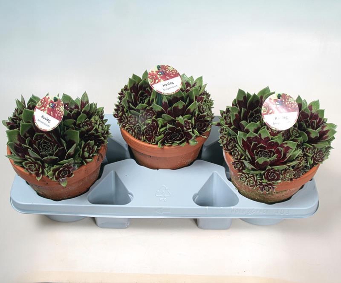 <h4>SEMPERVIVUM-HYBRID p18 stenen pot</h4>