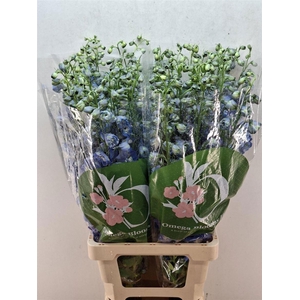 Delph Du Aurora Blue