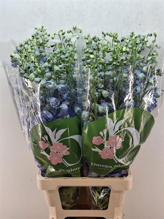 <h4>Delph Du Aurora Blue</h4>