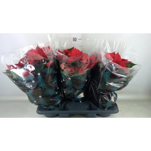 Euphorbia pulc. 'Christ Feel'