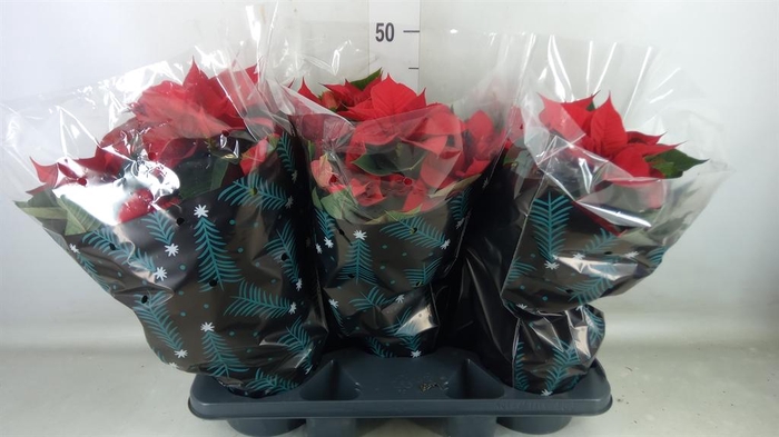 <h4>Euphorbia pulc. 'Christ Feel'</h4>