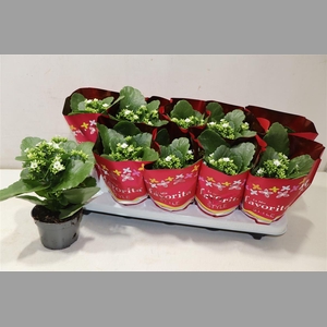 Kal En Asteria White