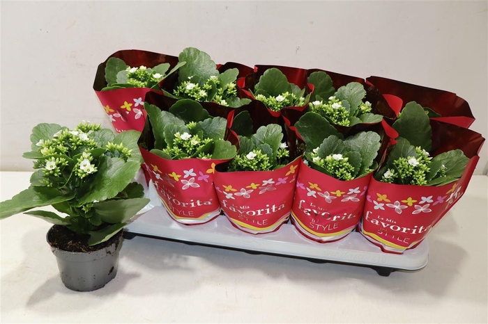 <h4>Kal En Asteria White</h4>