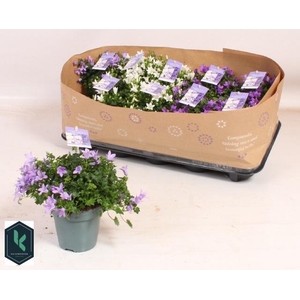 CAMP PORTENSCHLAGIAN