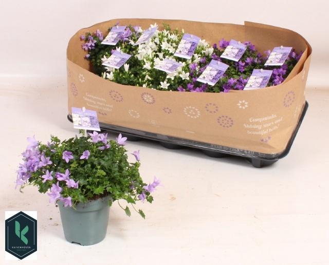 <h4>CAMP PORTENSCHLAGIAN</h4>