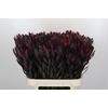 Leucadendron Saf Sunset Dark R.