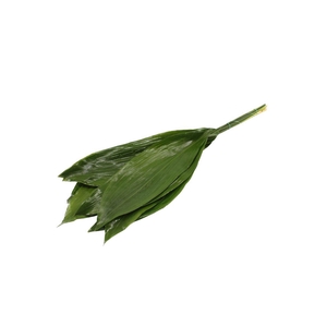 Aspidistra 100cm Queens