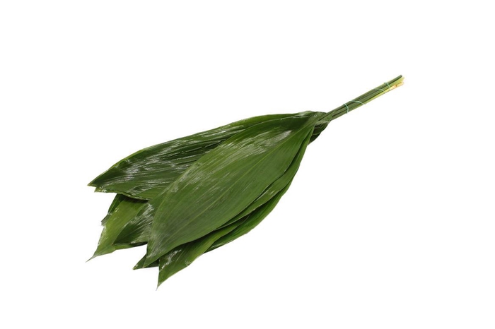 <h4>Aspidistra 100cm Queens</h4>