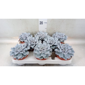 Echeveria ...