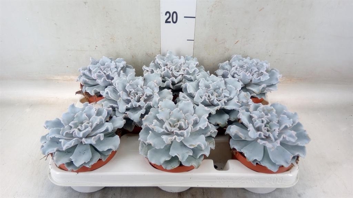 <h4>Echeveria   ...</h4>