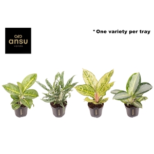 Aglaonema Green Surprise Tray