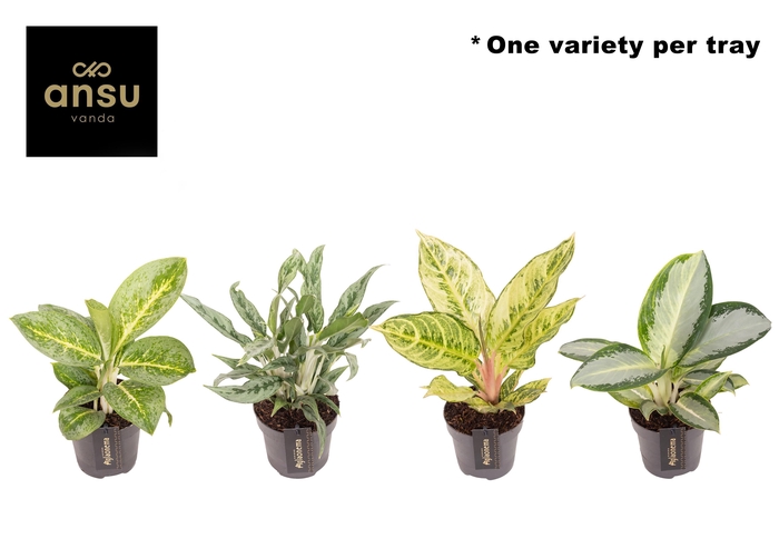 <h4>Aglaonema Green Surprise Tray</h4>