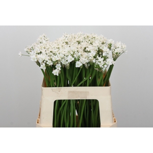 Allium Flocon