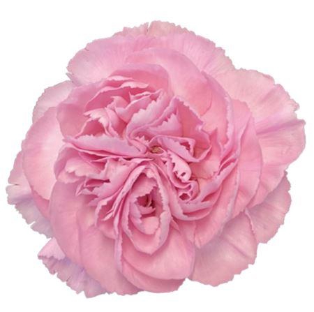 <h4>DI ST CLEARWATER</h4>