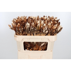 Leucod Kl Bh Antiek Goud