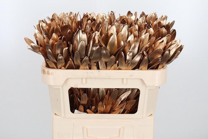 <h4>Leucod Kl Bh Antiek Goud</h4>