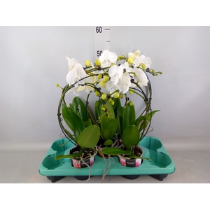 Phalaenopsis   ...