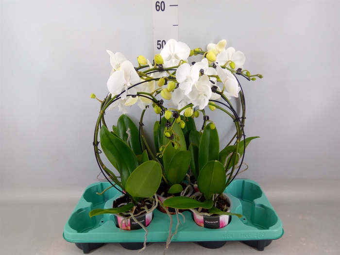 <h4>Phalaenopsis   ...</h4>