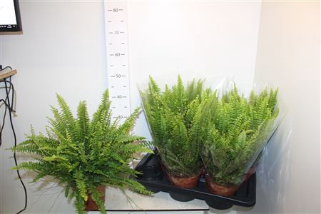 <h4>Nephr Ex Green Lady 45 Cm Xxxx</h4>