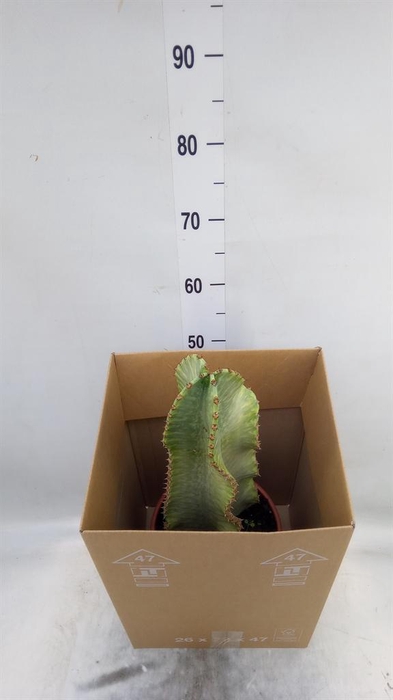<h4>Euphorbia ingens 'Variegata'</h4>