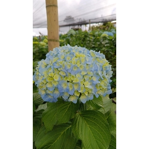 HYDR PREMIUM ARTIC BLUE