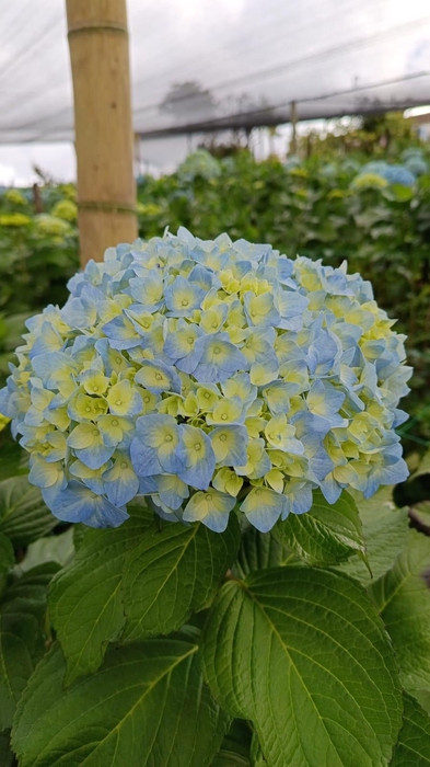 <h4>HYDR PREMIUM ARTIC BLUE</h4>