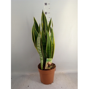 Sansevieria trifa. 'Laurentii'