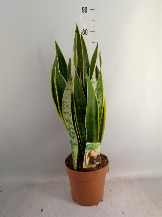 <h4>Sansevieria trifa. 'Laurentii'</h4>