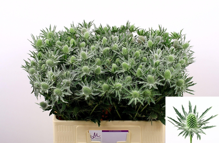 <h4>ERYN SIRIUS QSTAR</h4>