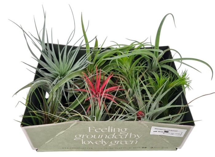 <h4>Tillandsia mix x12 exclusif</h4>