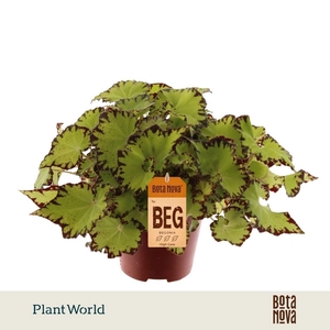 Begonia Magic Colours Jive