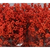 Ilex Daydream