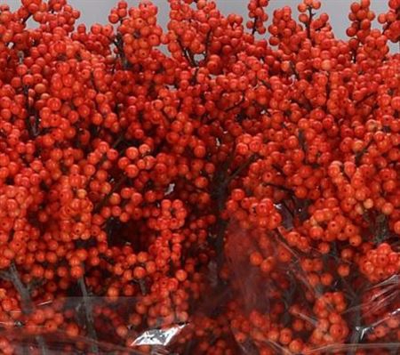 <h4>Ilex Daydream</h4>