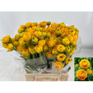 RAN AM YELLOW PASTEL