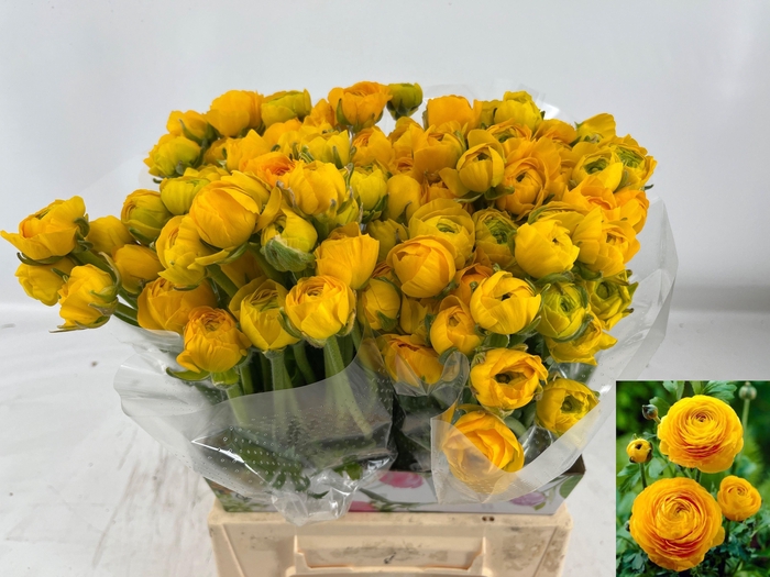 <h4>RAN AM YELLOW PASTEL</h4>