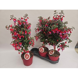 FUCHSIA OV