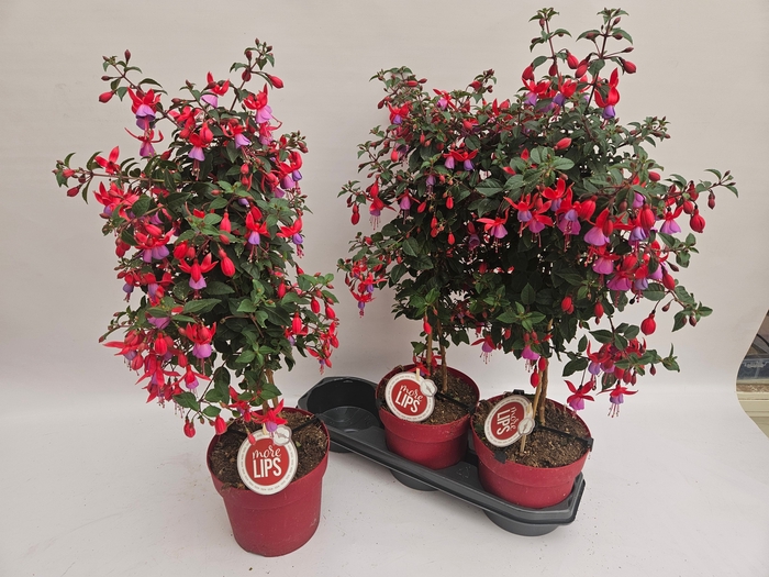 <h4>FUCHSIA OV</h4>