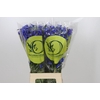 Delphinium Oriental Blue