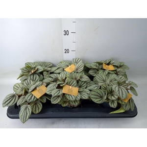 Peperomia