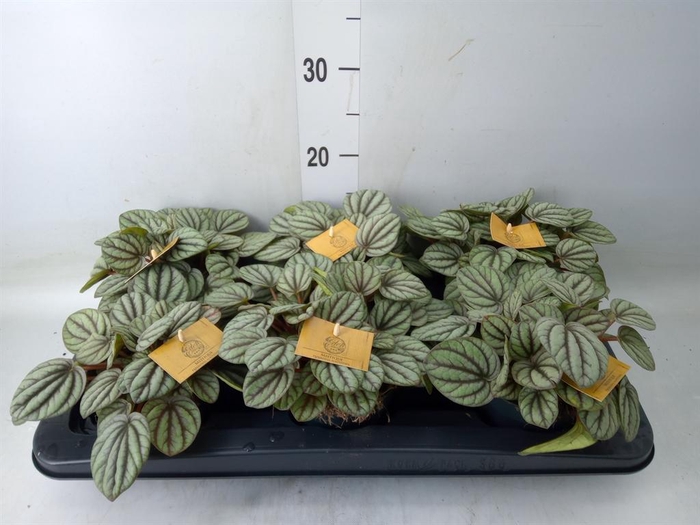<h4>Peperomia</h4>