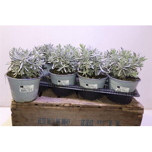 Lavandula Angust Cesp 14