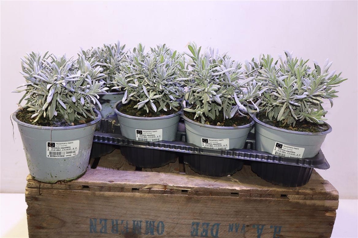<h4>Lavandula Angust Cesp 14</h4>