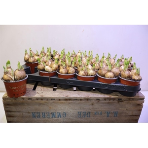 arr8 Narc O Tete A Tete